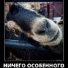 Козья морда Козья морда