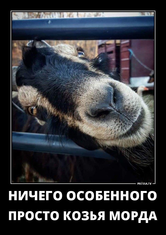 Козья морда