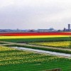 Кекенхоф парк Кекенхоф парк