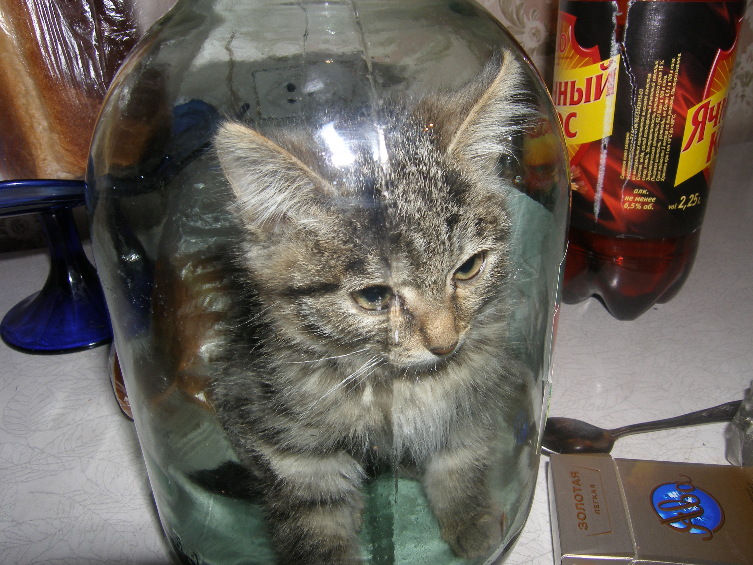 Малосольный котик