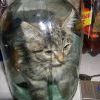 Малосольный котик