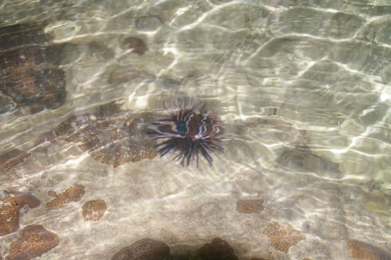 разноцветный ежик