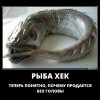 Рыба Хек