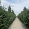 Сиреневая аллея