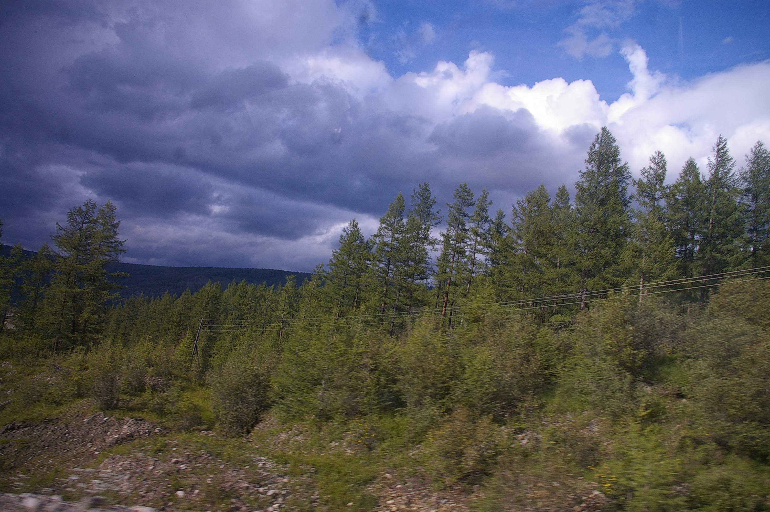 йолки придорожные