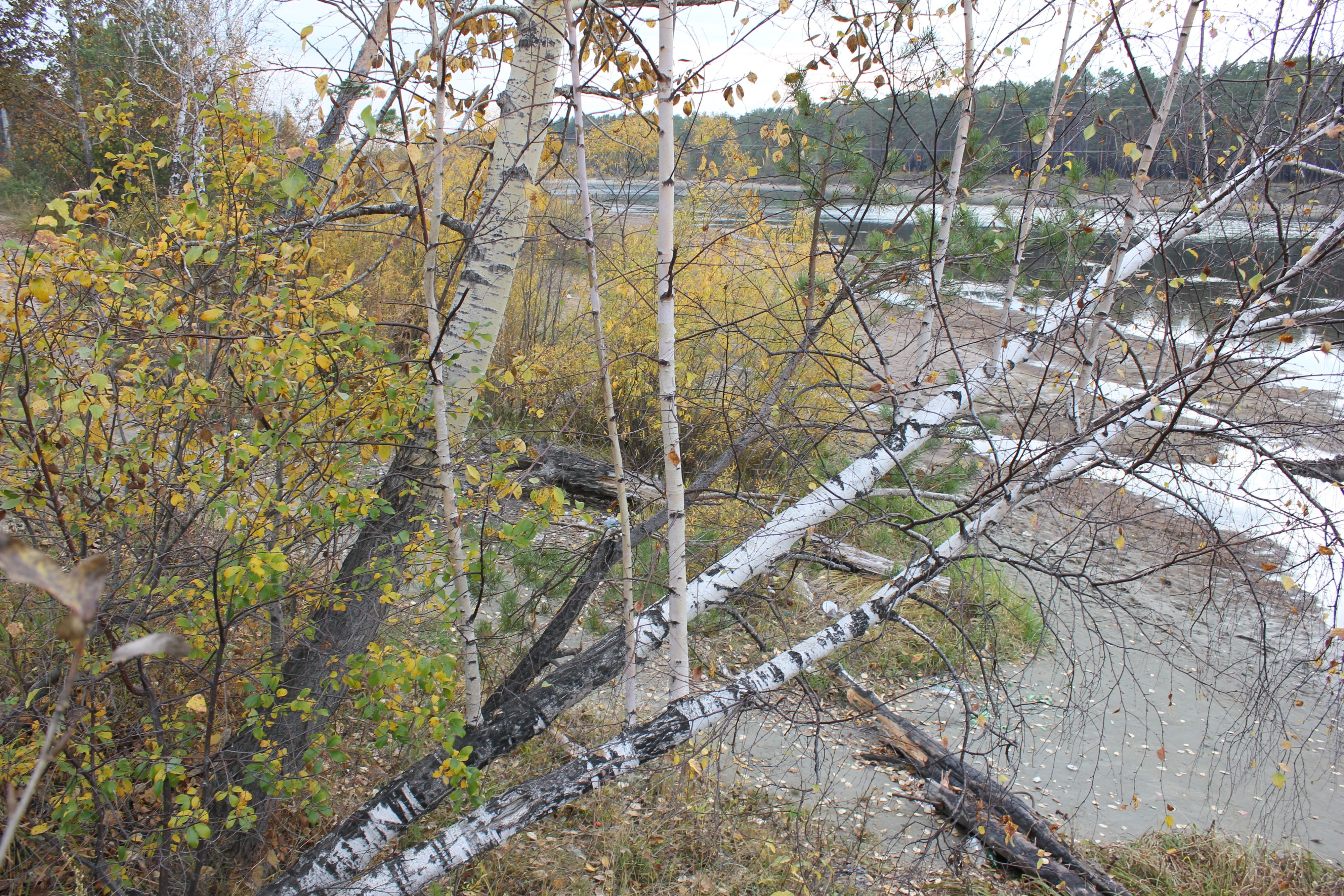 всё тянется к солнцу.