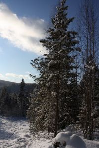 мороз и солнце - день чудесный