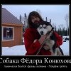 Собака Фёдора Конюхова