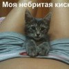 Небритая киска
