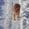 котэ шагает по снегу