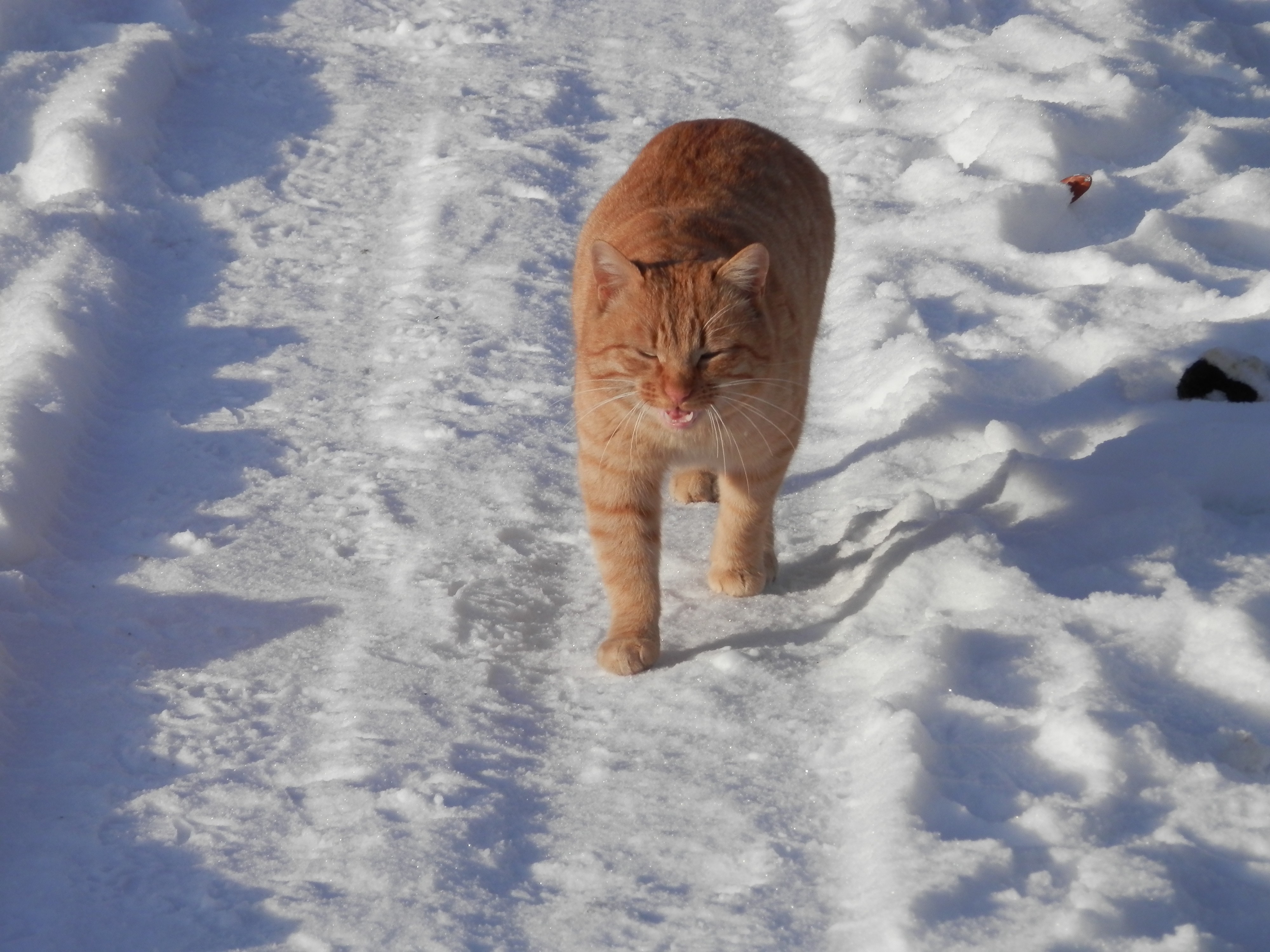 котэ шагает по снегу