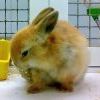 Зайка Зайка