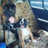 Пока помещаются в машине ) Пока помещаются в машине )