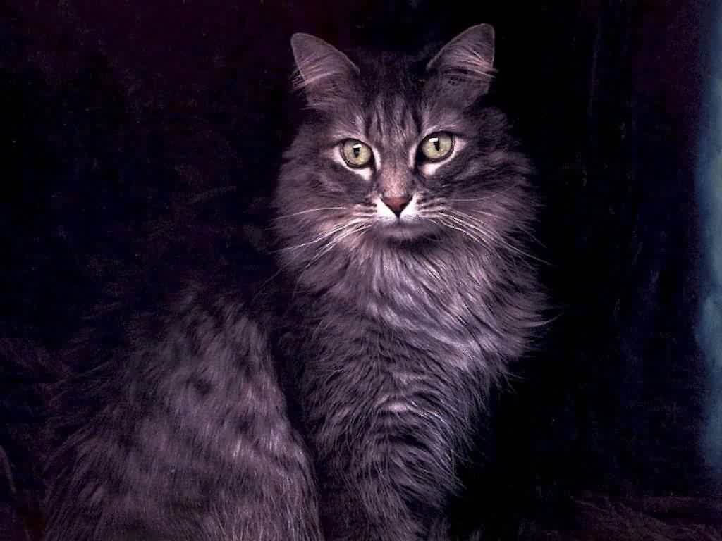 котофей
