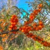 Облепиха