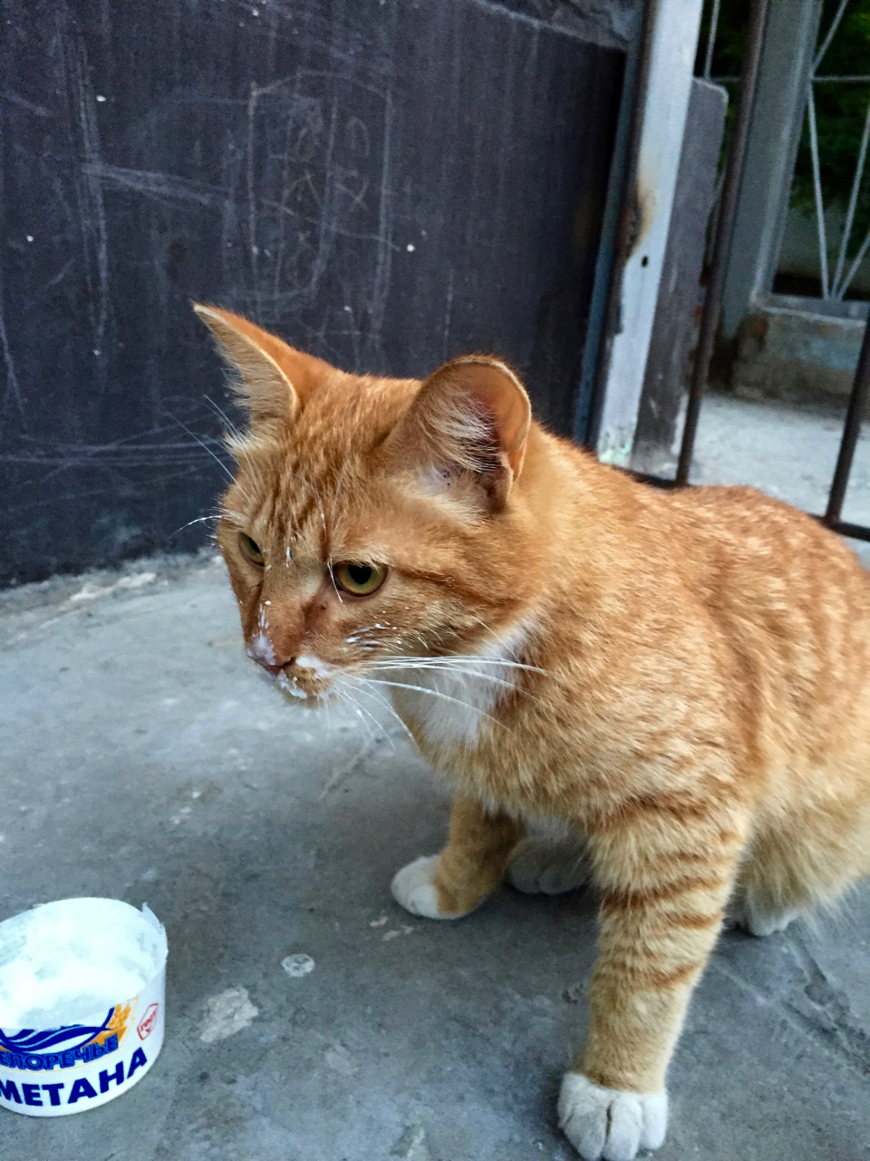 Котейка отобедал