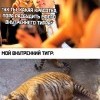 Внутренний тигр