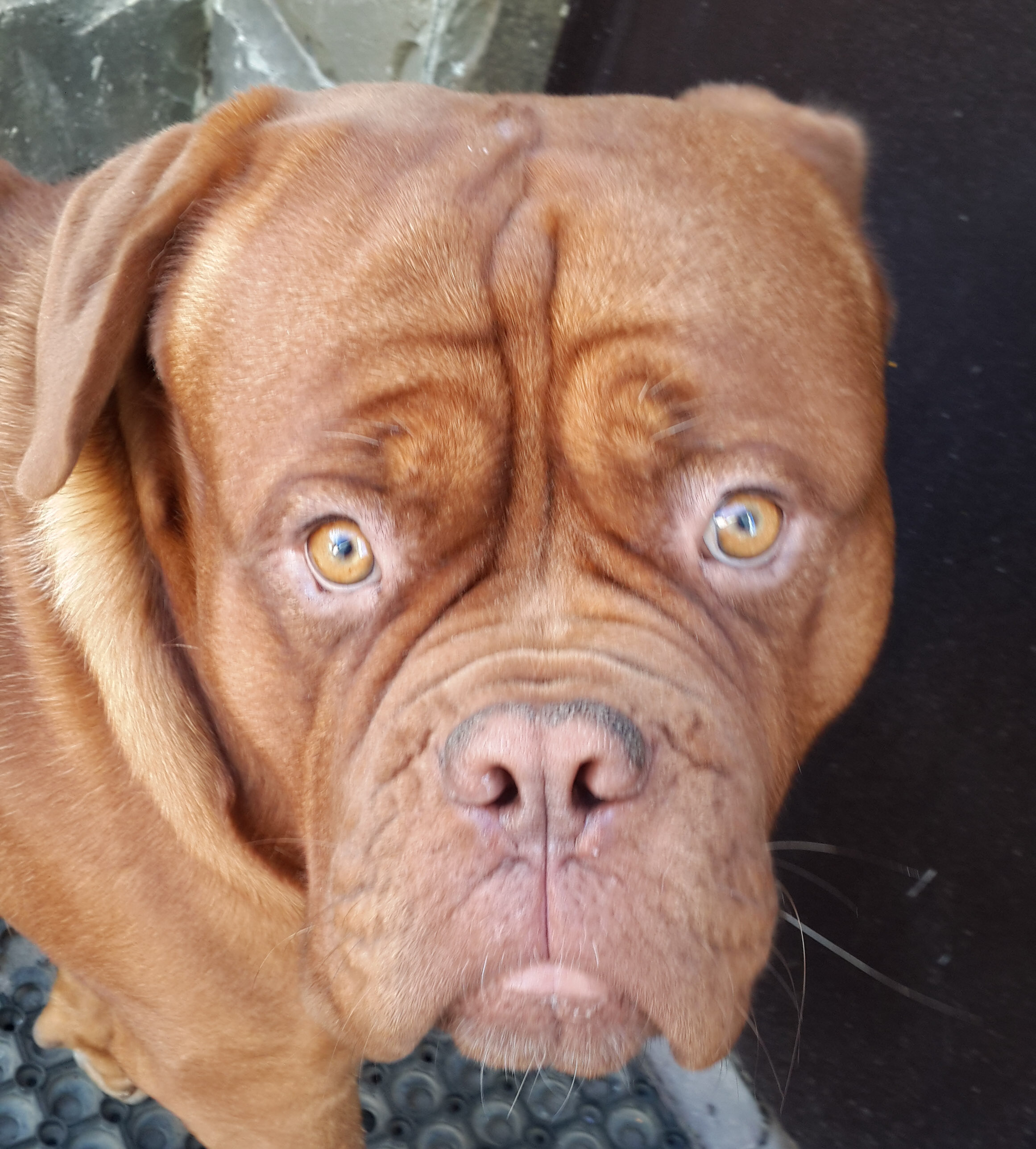 Цербера добрая морда 