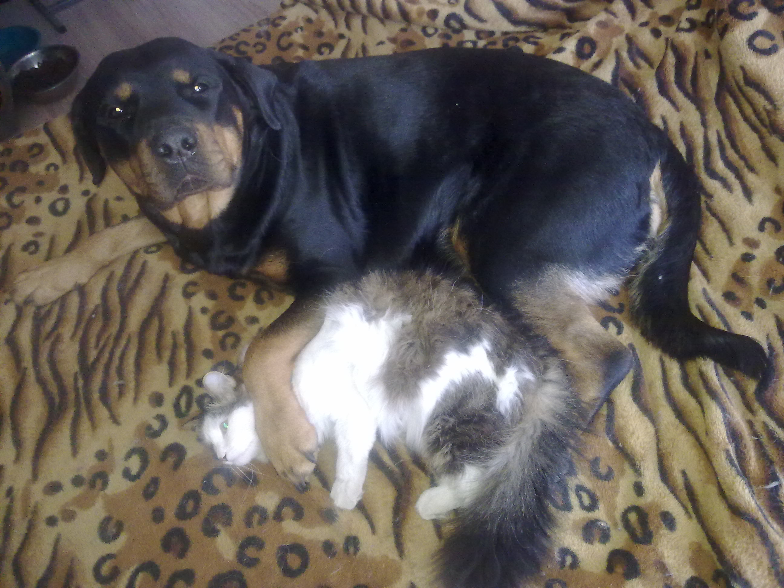 Да сплю я. Есть пока не хочу.