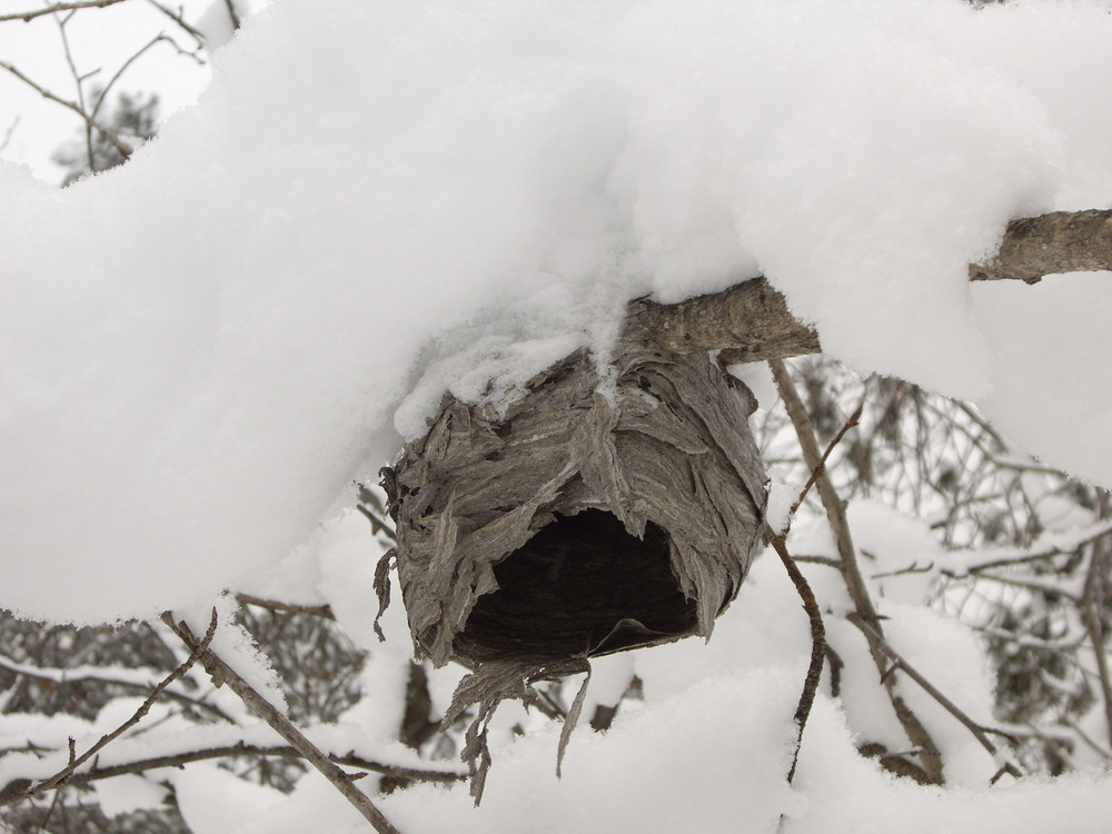 Чей- то домик...