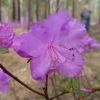 Rhododendron dauricum
