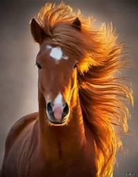 Очередная рыжая))))))) Очередная рыжая)))))))