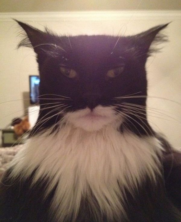 "тёмный рыцарь"