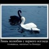 Любовь с первого взгляда