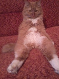 Котя отдыхает Котя отдыхает