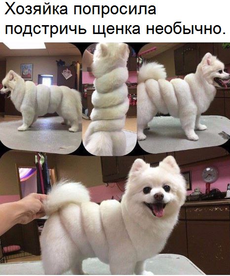 Подстричь щенка