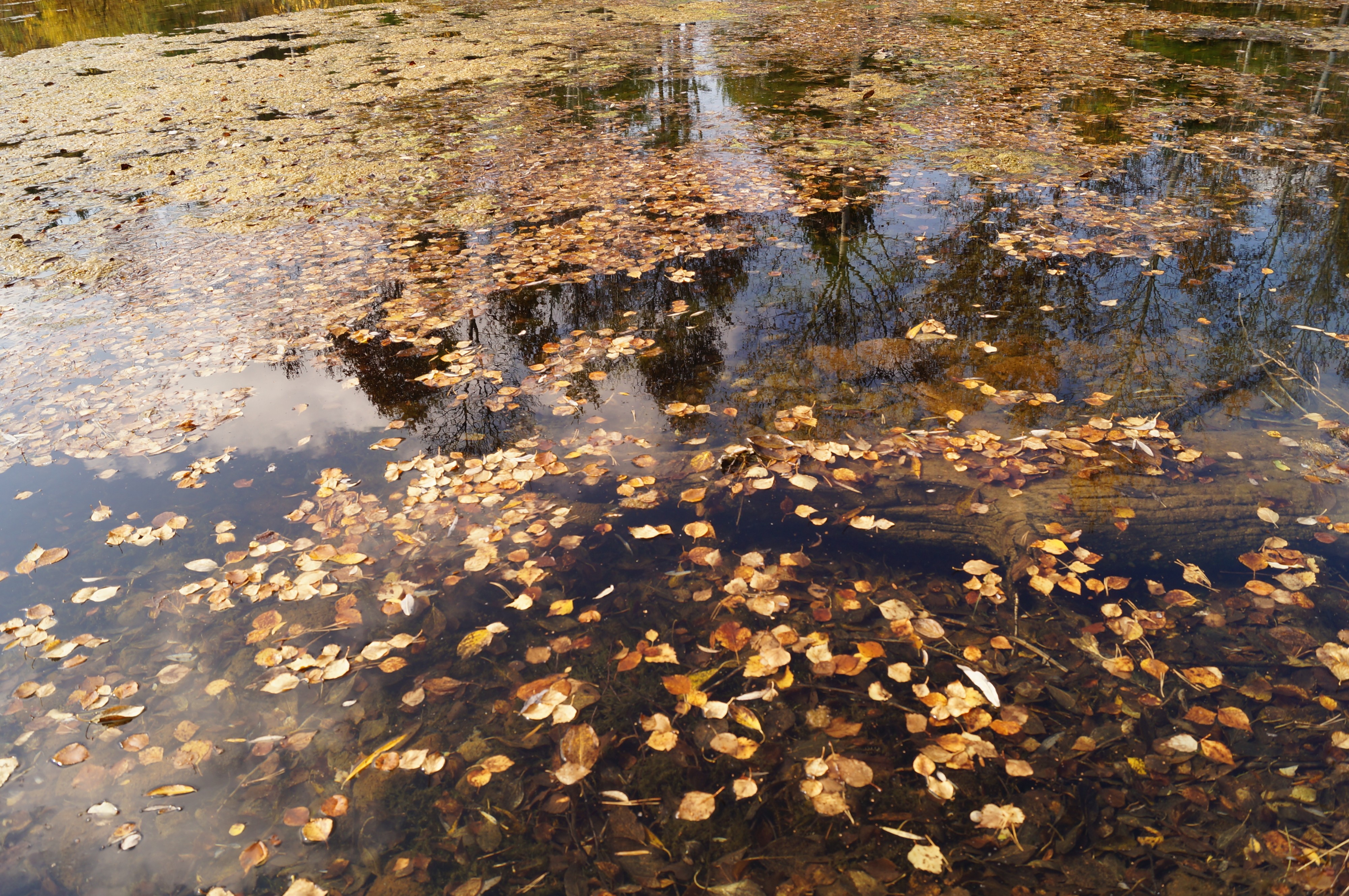 Осень. Золотая заводь