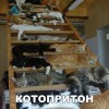 Котопритон Котопритон