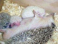 ёжики 6 ёжики 6