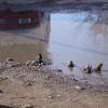 Воробьи моржуют