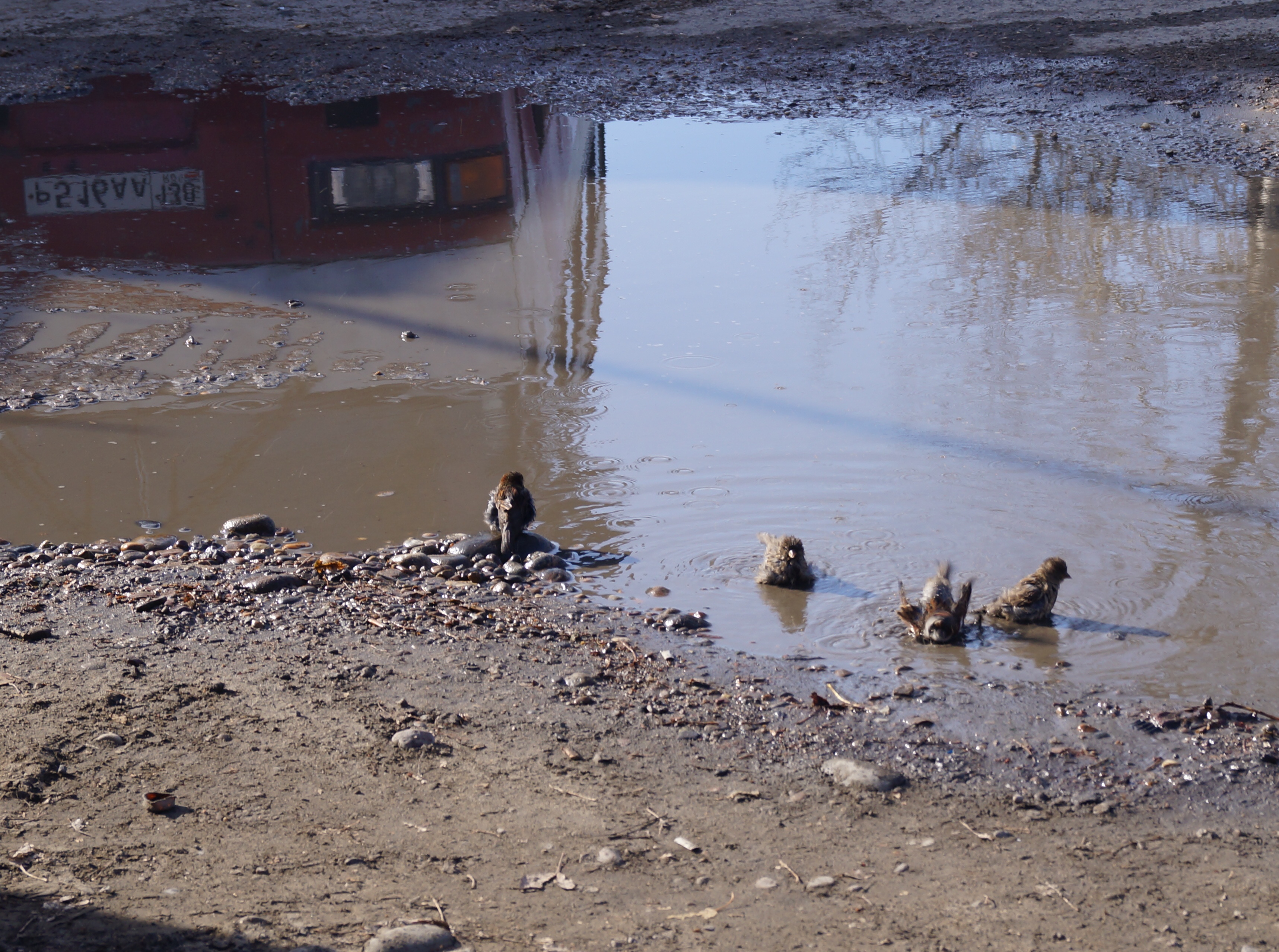 Воробьи моржуют