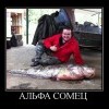 Альфа сомец Альфа сомец