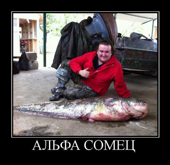 Альфа сомец