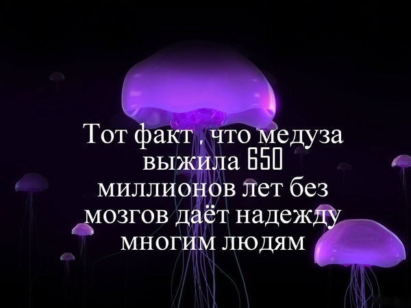 Медуза