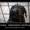 Жизнь...