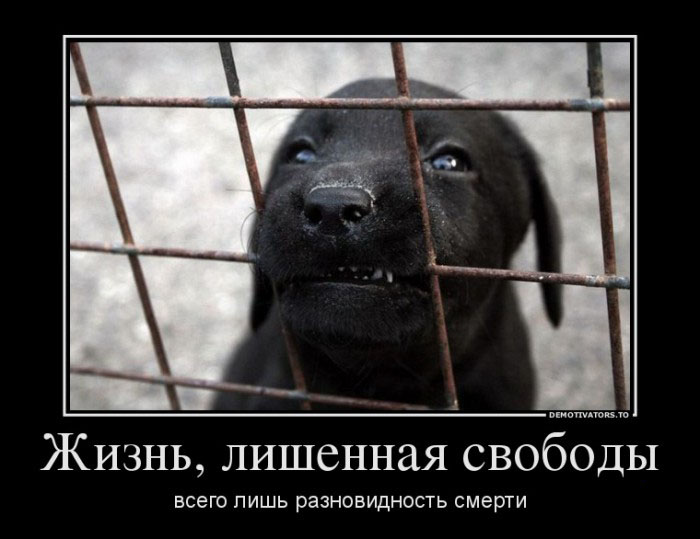 Жизнь...