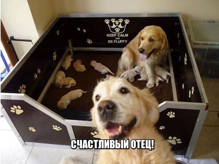 Счастливый отец