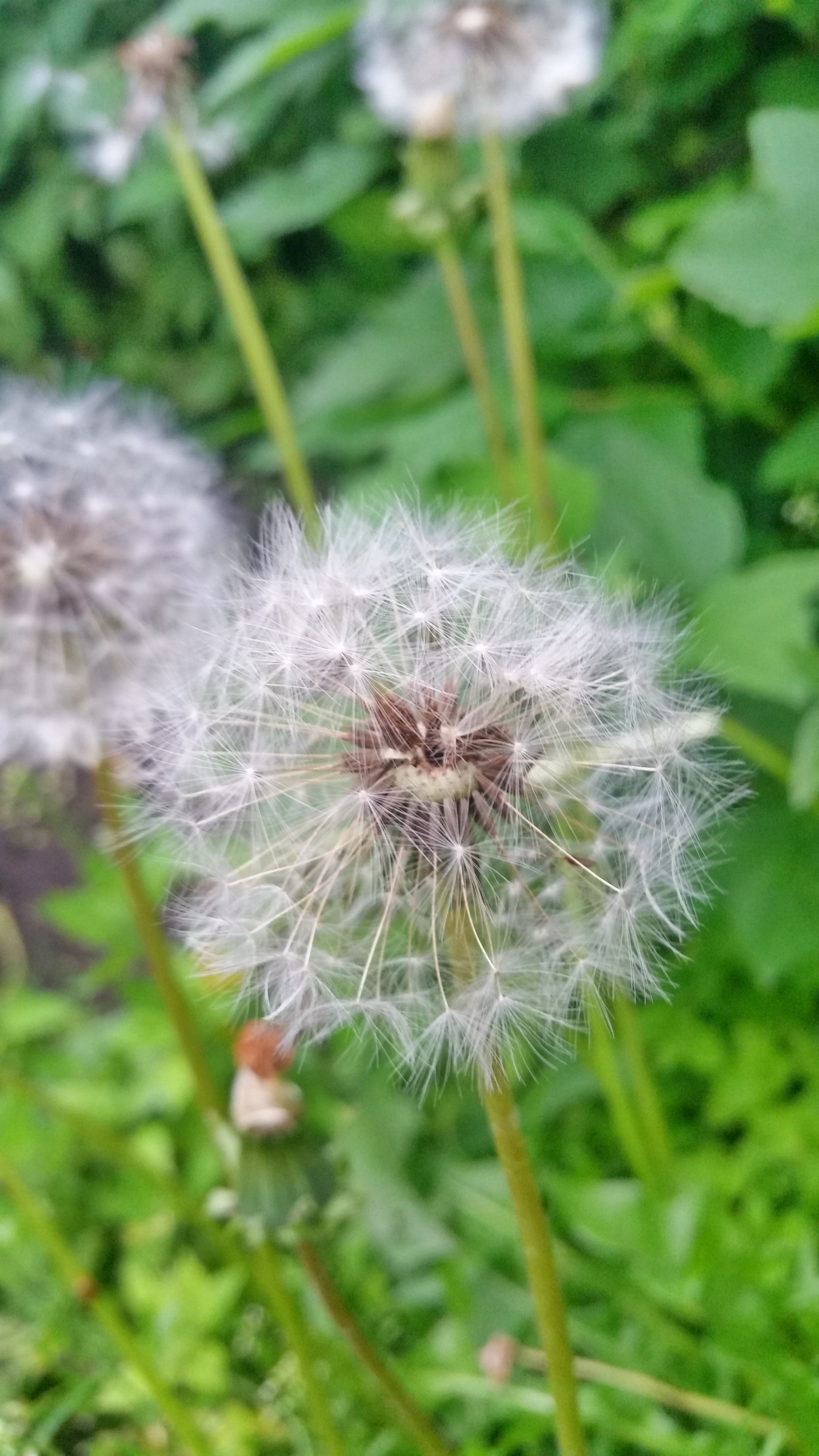 одуван дневной)))))