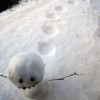 Снеговик,который убегает от Снеговика-Медвед