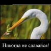 Никогда не сдавайся