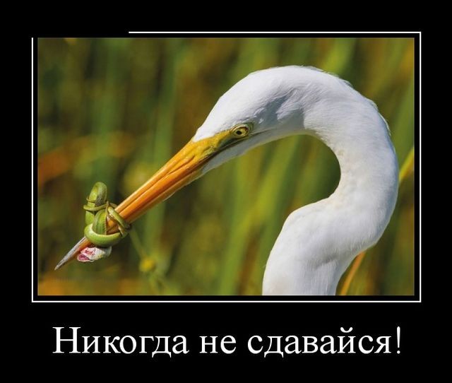 Никогда не сдавайся