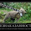 Безнаказанность Безнаказанность