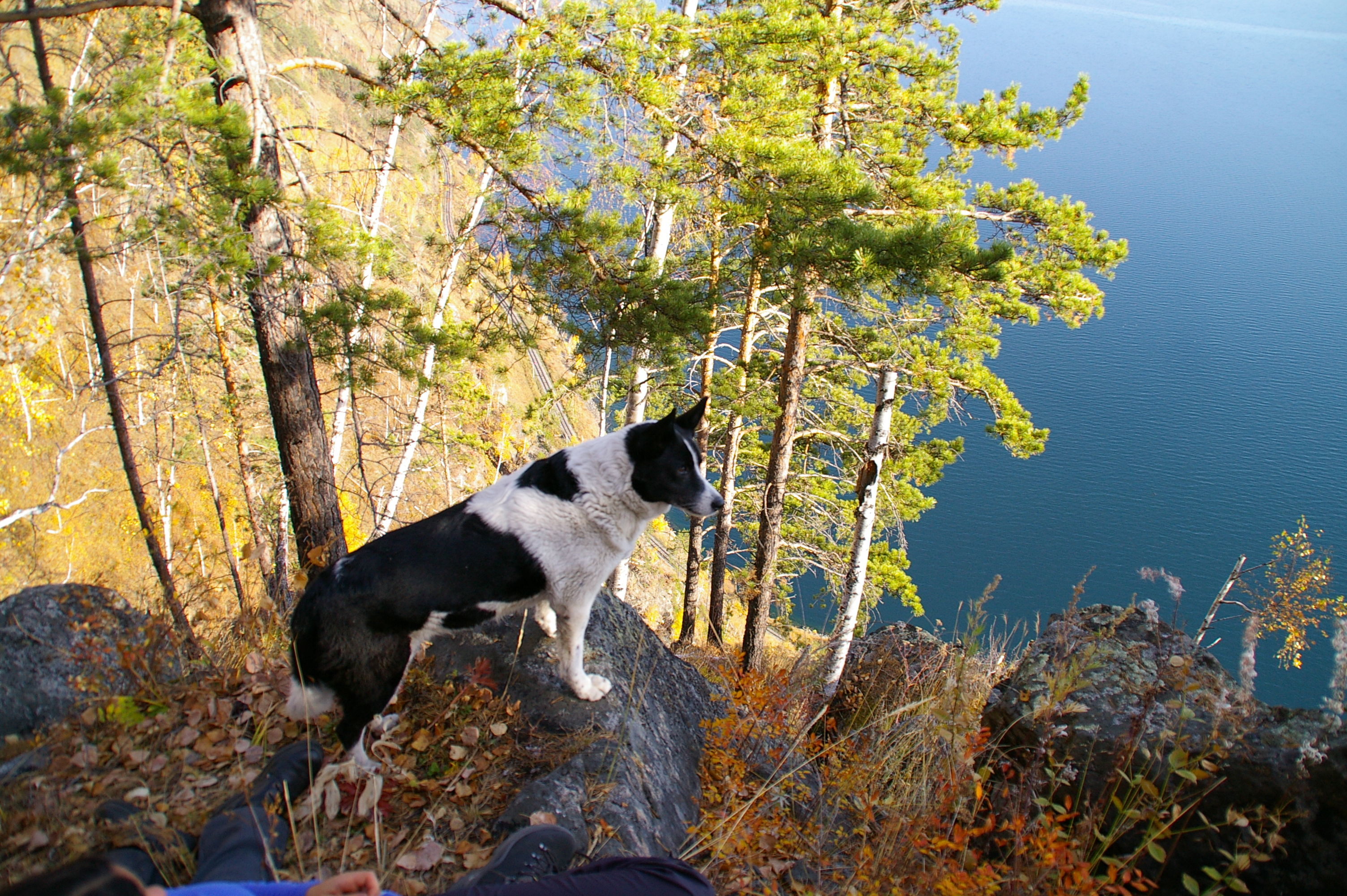 собака-скалолазка