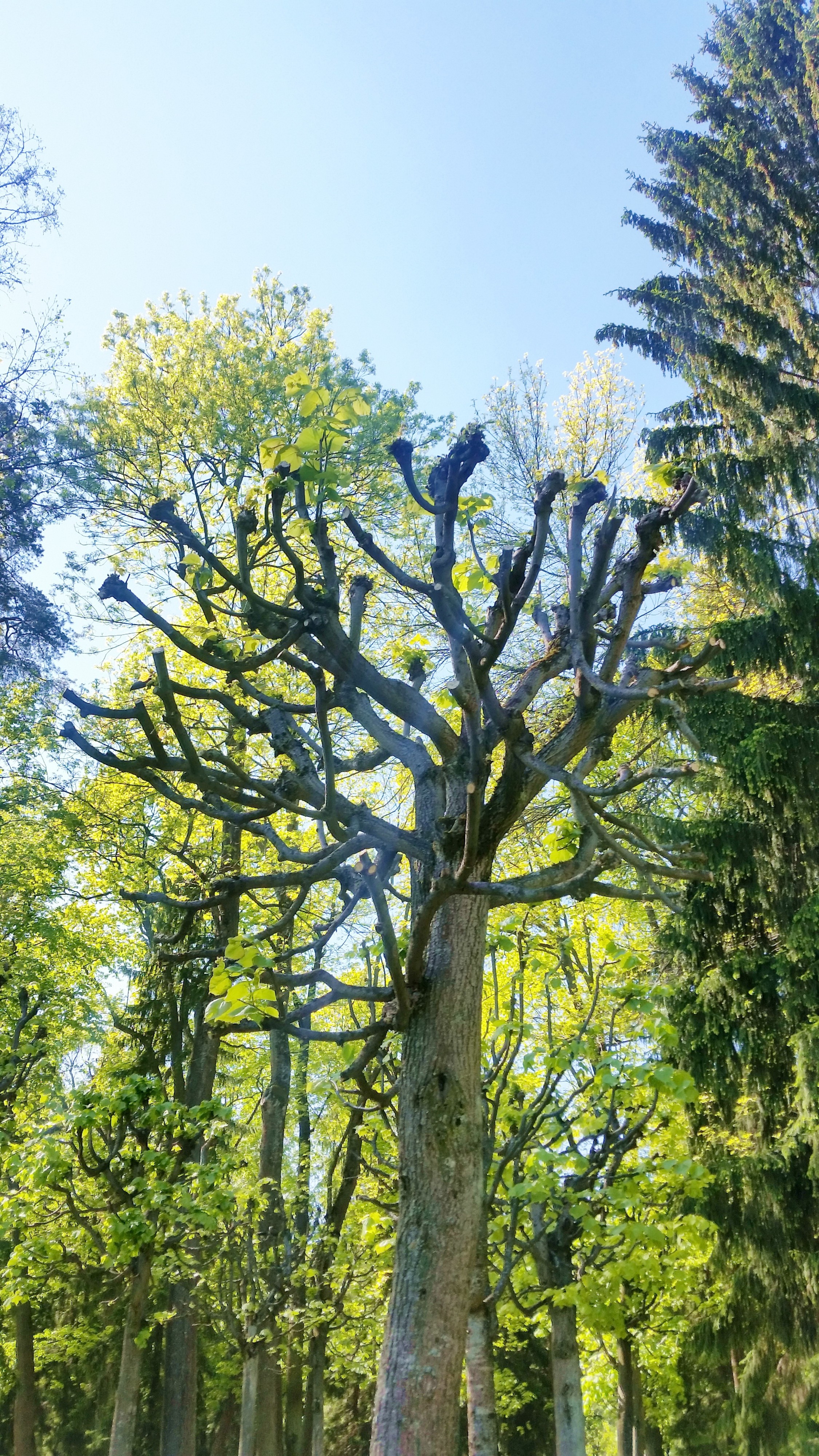а вот оно - дерево!!!