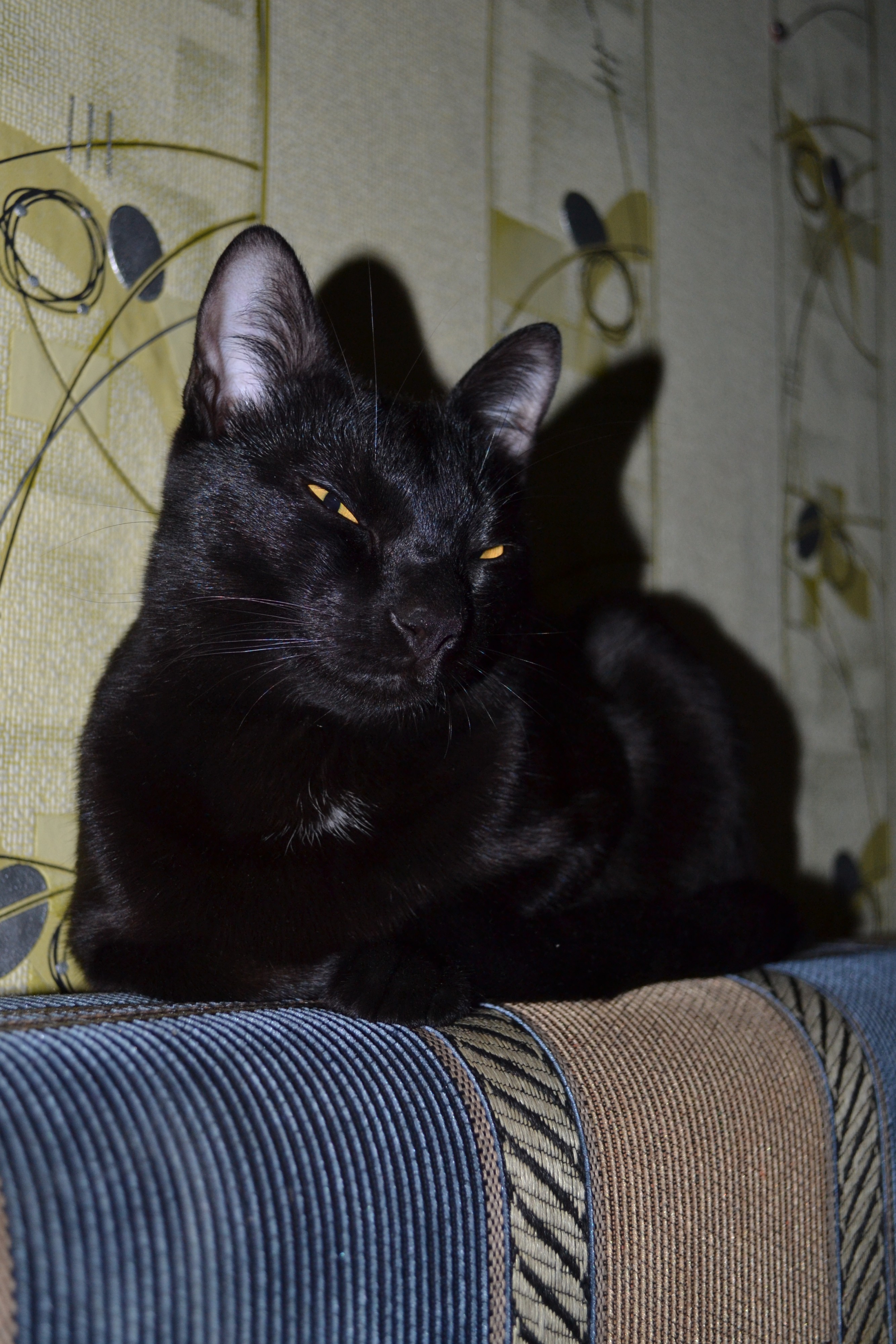 КотЭ "Чип"