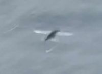 Летучая рыпка